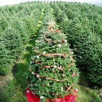 Tag Your Own Tree at the Rocks Estate